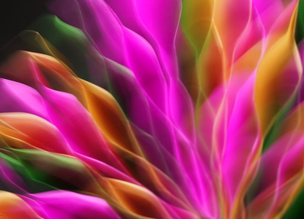 Orbit Bloom